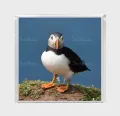 Puffin 10