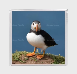 Puffin 10